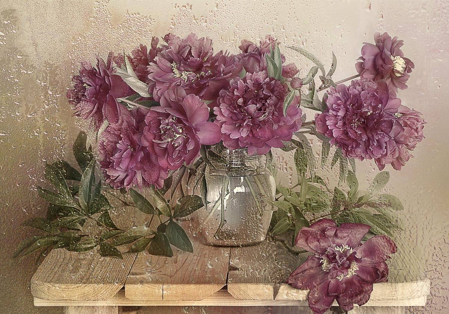 Пионы, Цветы, Вера Павлухина