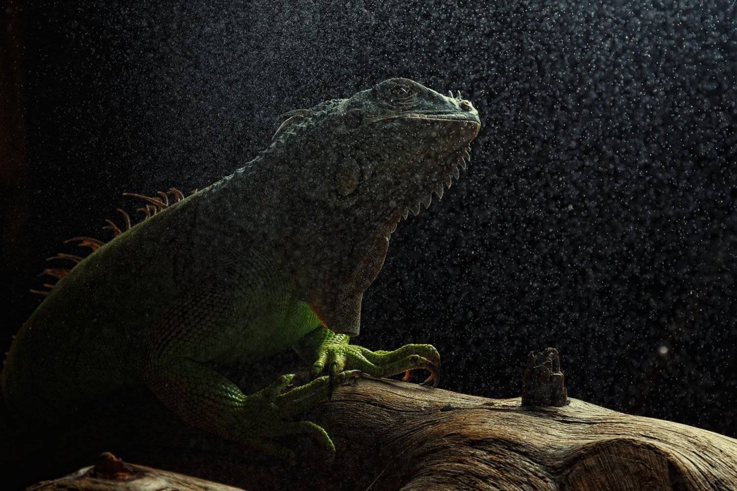 , Данилкин Геннадий