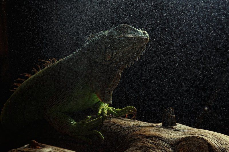 Игуана фото превью