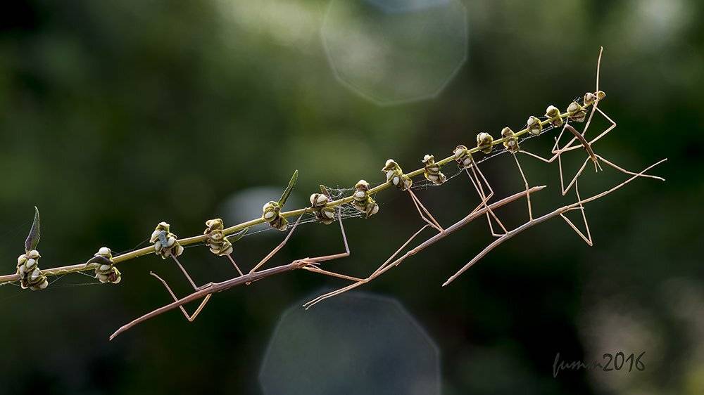 , Игорь ФУММ