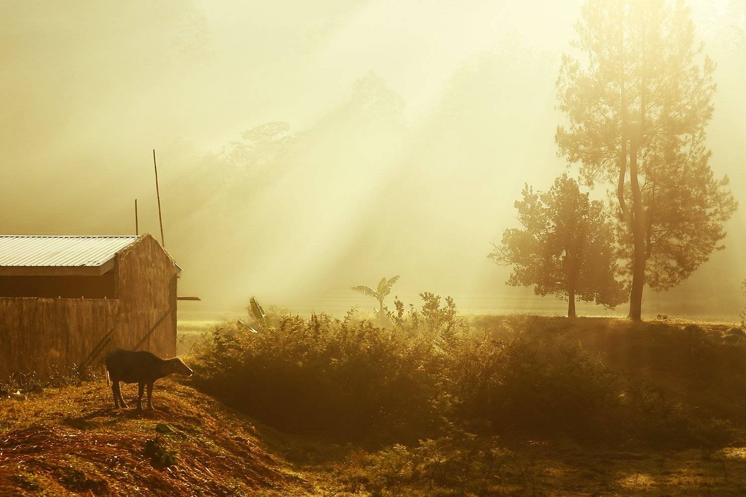 Атмосфера, Дерево, Контровый свет, Лучи, Рассвет, Сарай, Телёнок, ALLA SOKOLOVA