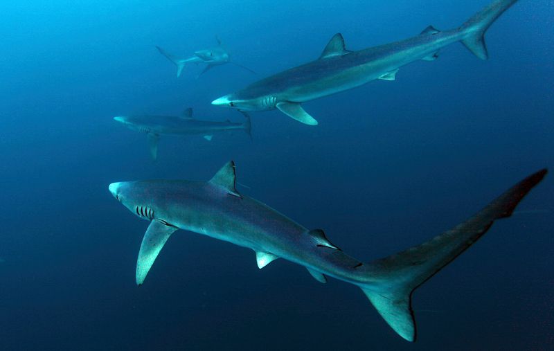 Синие акулы, Акулы Синие акулы фото превью