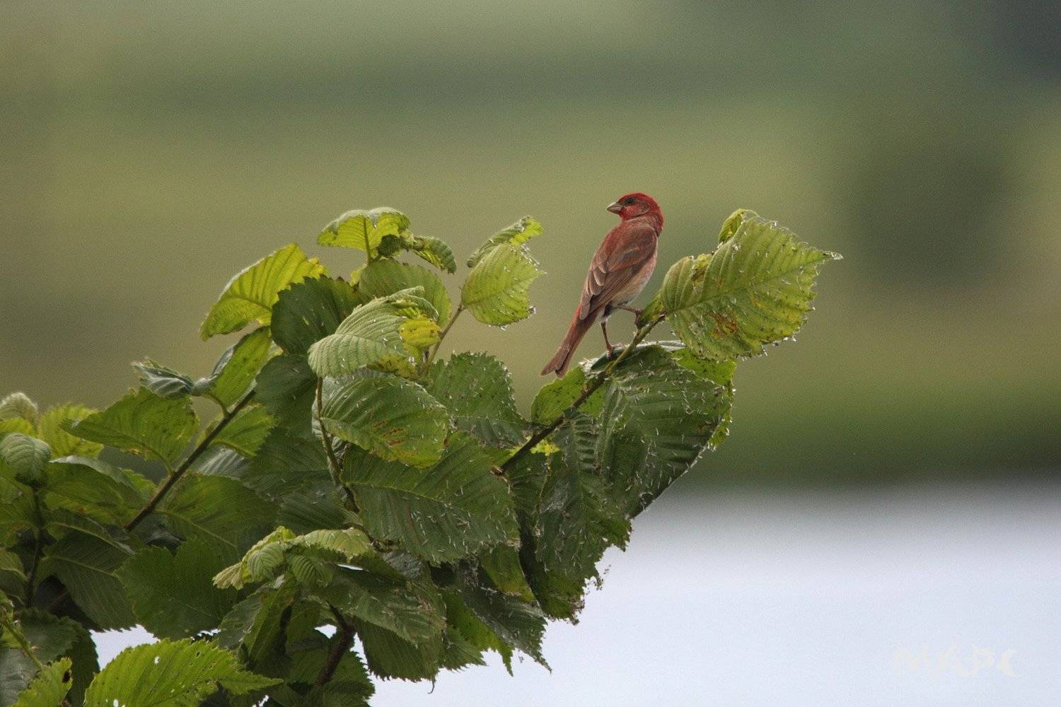 , Шангареев Марс