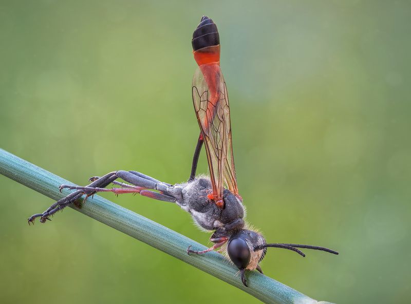 *-+ фото превью