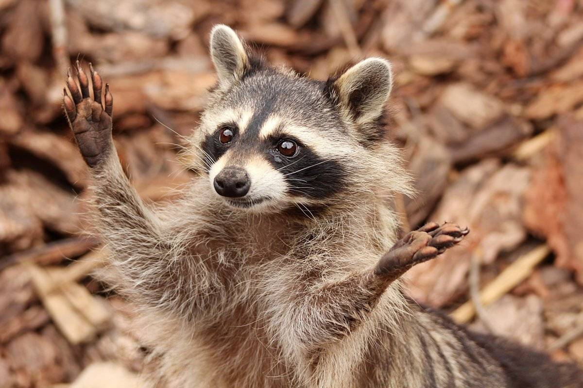 животные, енот, зоопарк, Шруб (Беляева) Татьяна