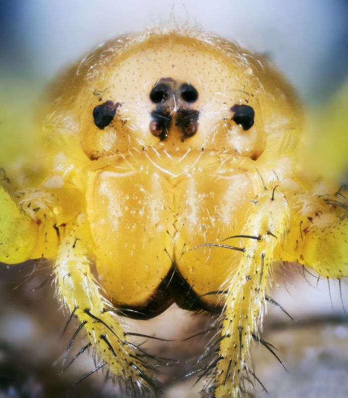 insects insect bug bugs TagsForLikes bugslife macro closeup nature animals animals instanature instagood macrogardener macrophotography creature creatures macro_creature_feature photooftheday wildlife nature_shooters earth naturelover lovenature SPIDER фото превью