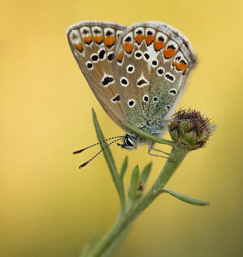 , Pawel Plucinski