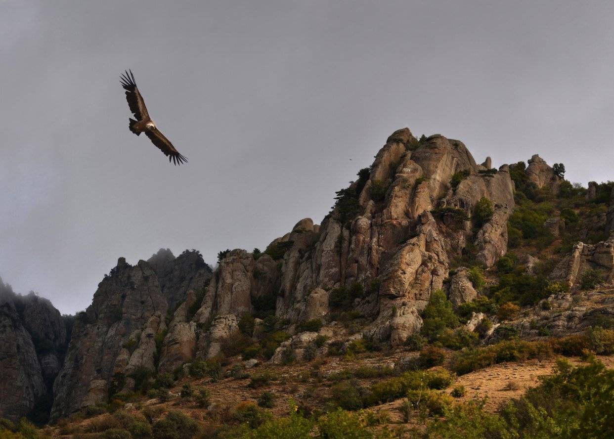 крым,  долина приведений, гриф, белоголовый сип, Владимир Метцгер
