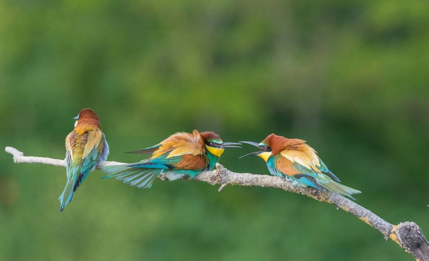 european bee-eater, aves, birds, merops apiaster, dominik chrzanowski wildlife photography, Dominik Chrzanowski
