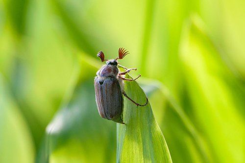 Весна крупным планом