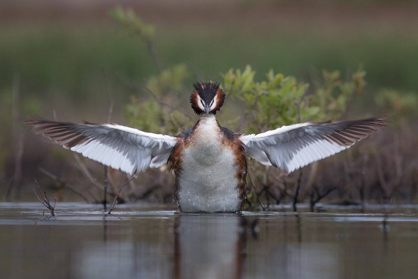 , Дмитрий Вилюнов