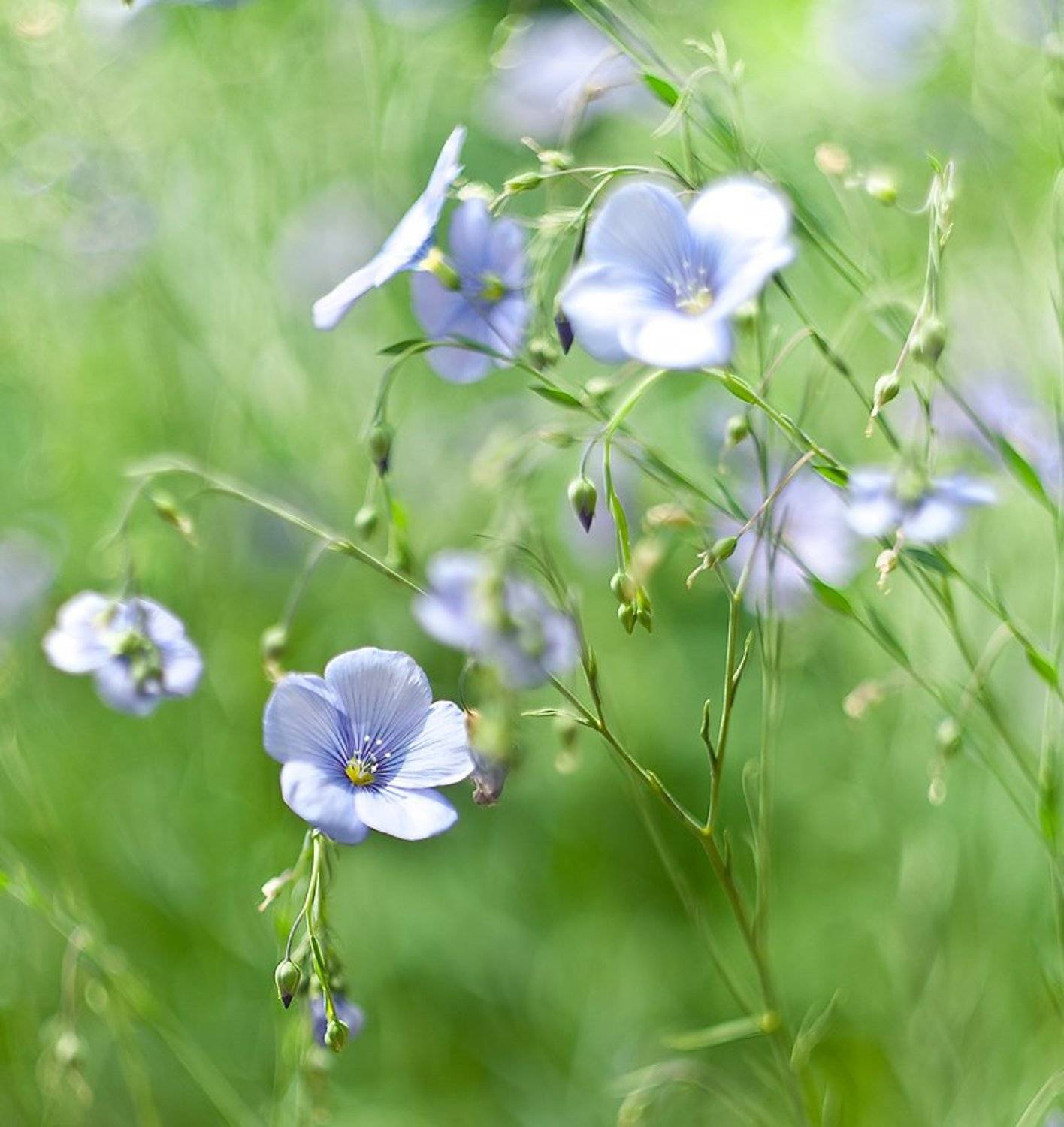 , Валерий Смирнов