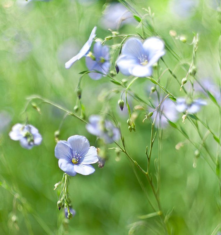 *** фото превью