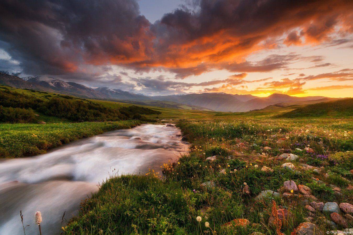 бартагуль, вечер, горы, заилийский алатау, закат, речка, цветы, Ольга Кулакова