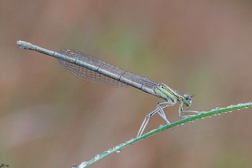 Platycnemis pennipes