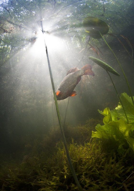 Карась...просто карась ) фото превью