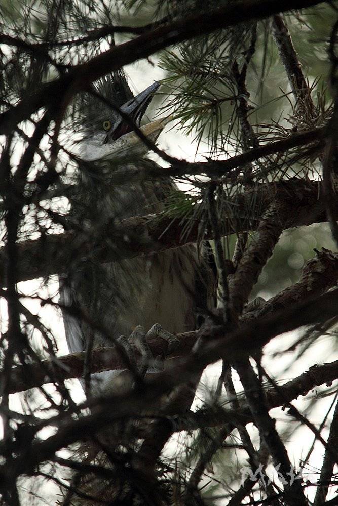 , Шангареев Марс