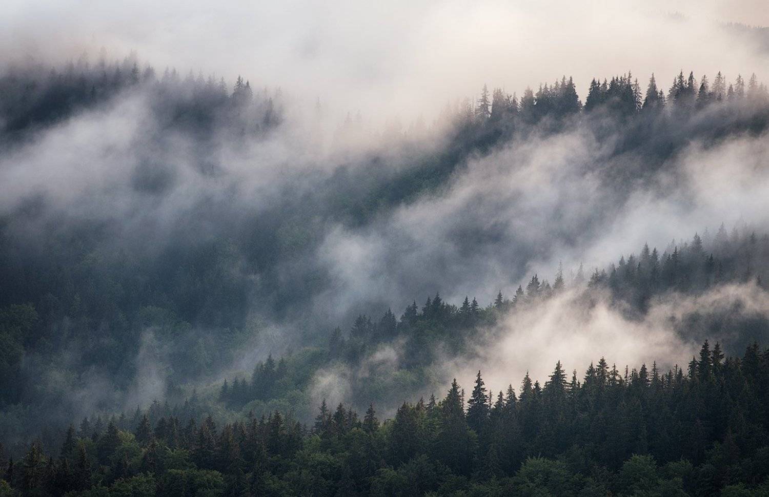 Карпаты, Лес, Туман, flyman