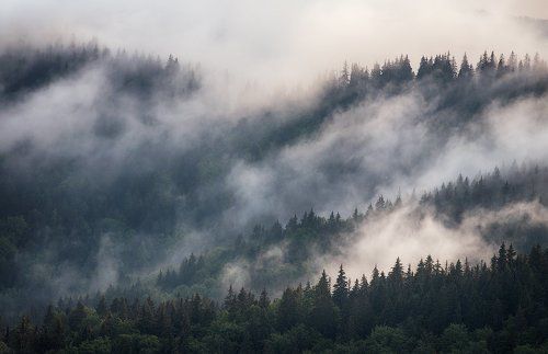 Дыхание чащи