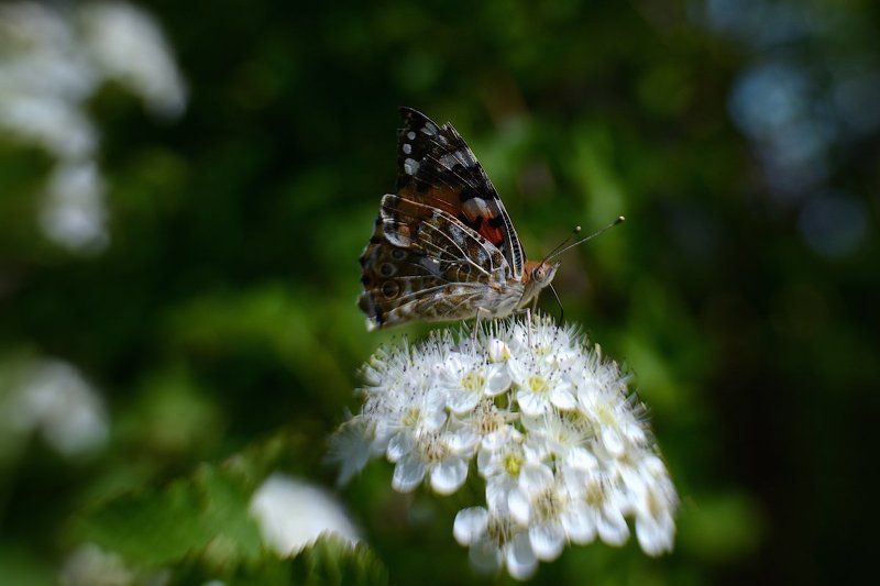 Макро с Lensbaby фото превью