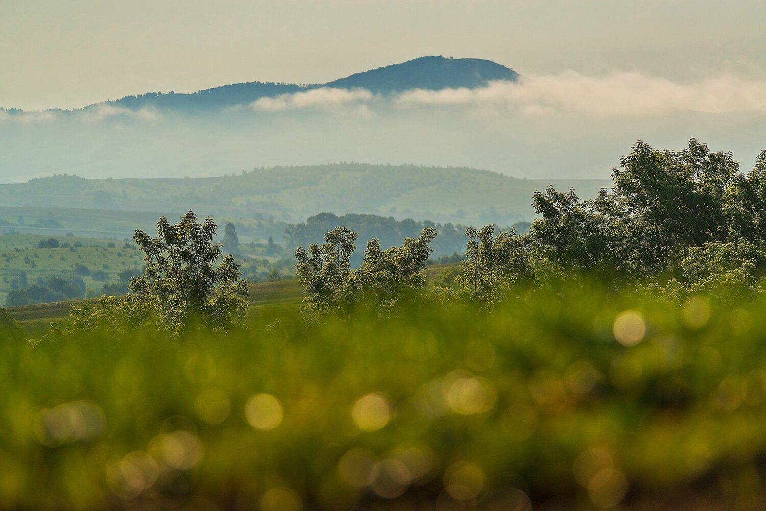 Altai, Altai krai, Fog, Siberia, Алтай, Алтайский край, Роса, Сибирь, Павел Филатов