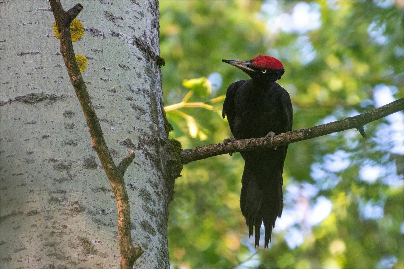 , Руслан Сигушин