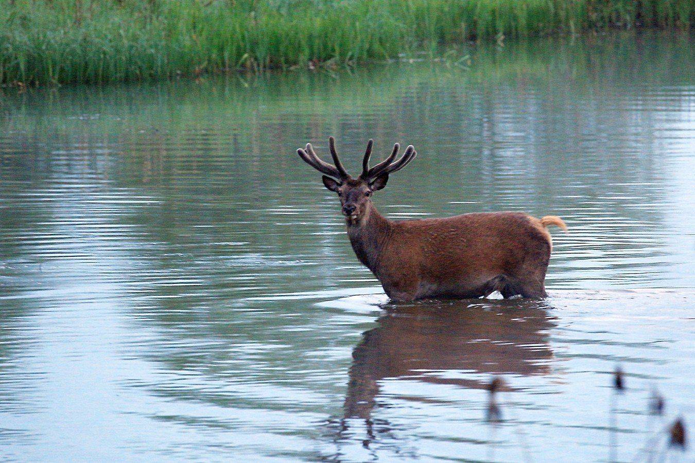 , Андрей Шимчук