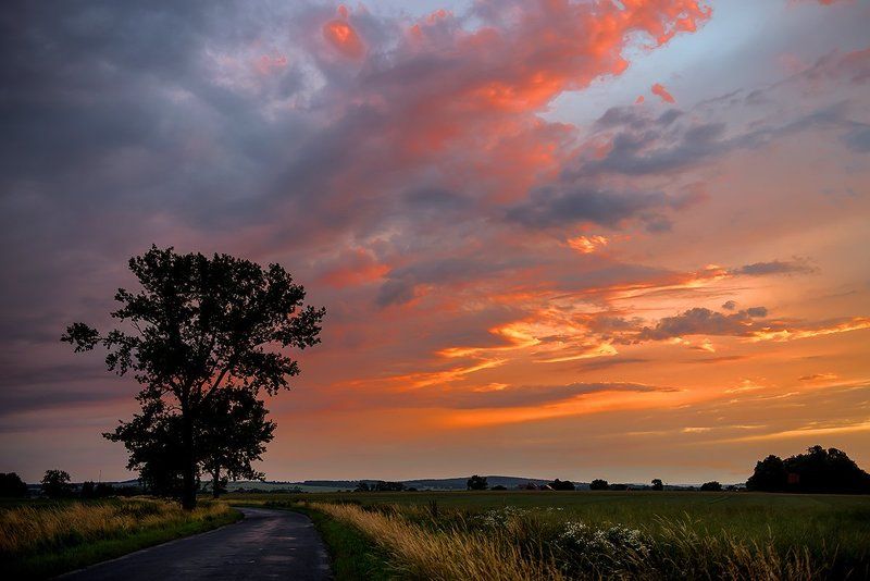sunset, evening, orange, alone, tree, road Sunset фото превью