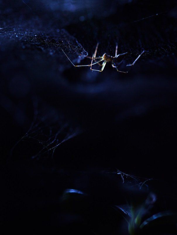 Ночной охотник фото превью