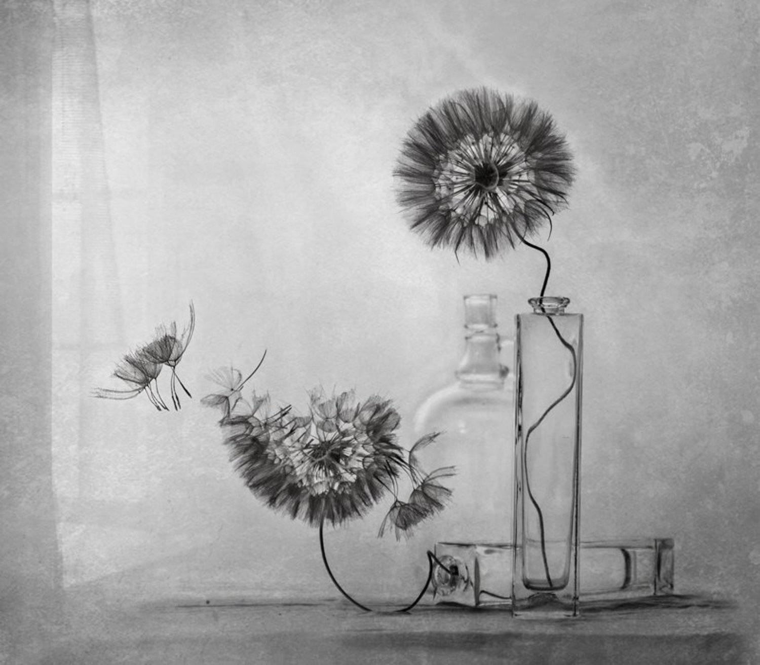 настроение, натюрморт, одуваны, Вероника Бабенко