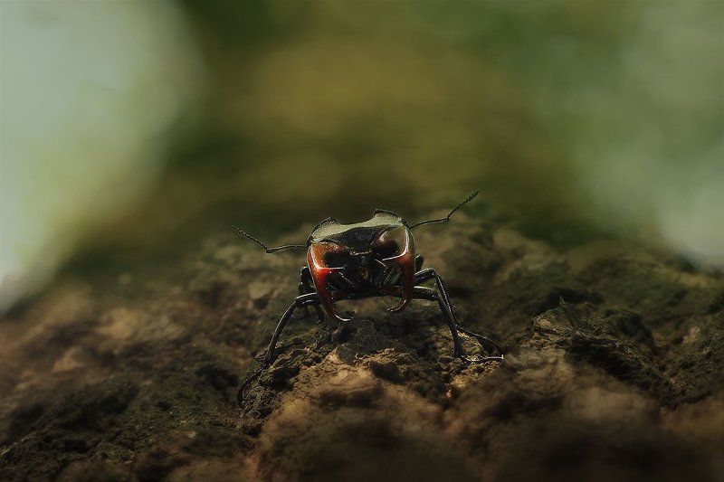 Рога фото превью