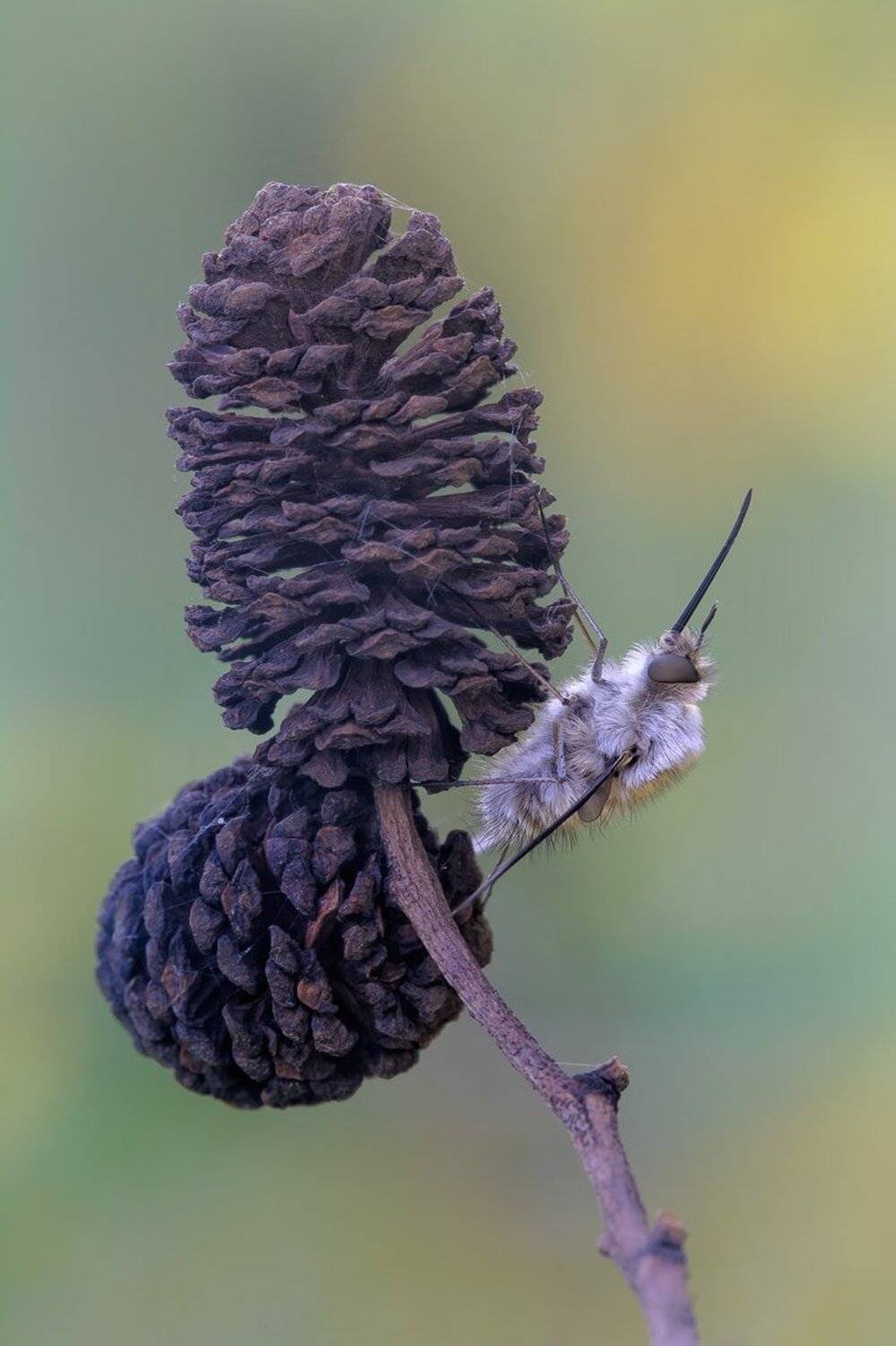 , Кузнецов Дмитрий