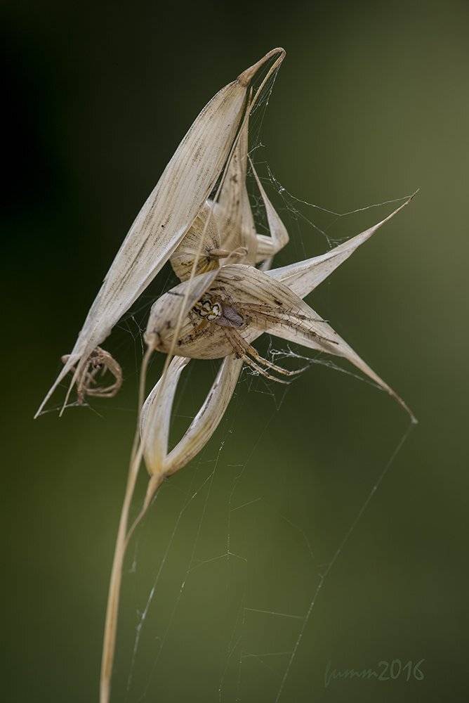 , Игорь ФУММ