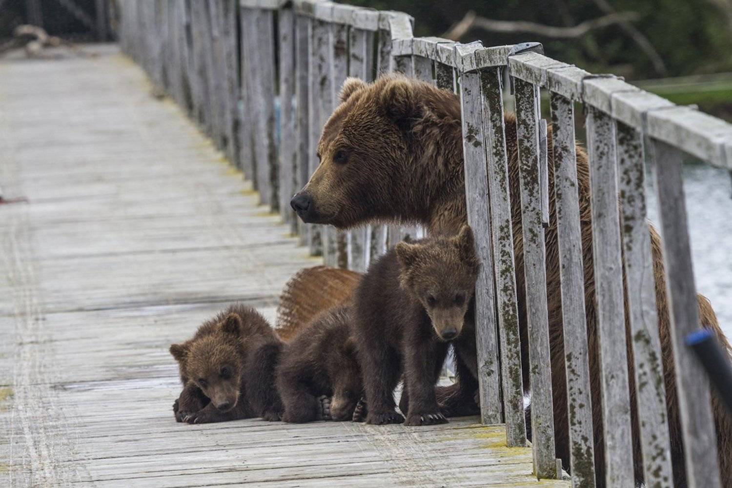 Медведи, Камчатка, Курильское Озеро, Mike Korostelev