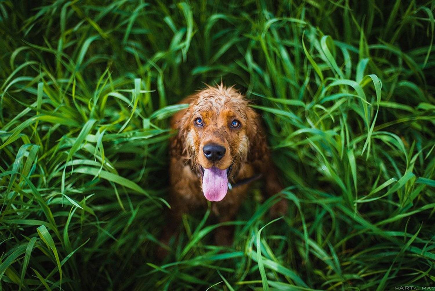собака, рыжий,, Марта Май