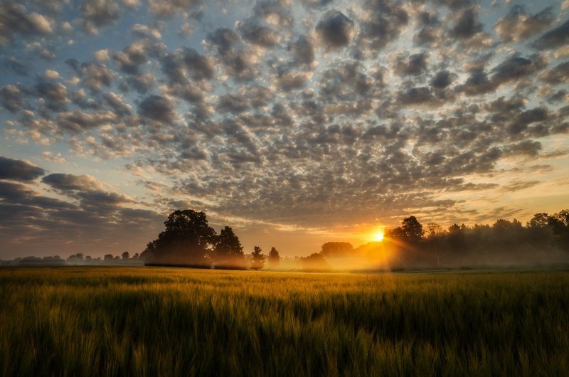 Clouds, Field, Mist, Sky, Summer, Sunrise, Trees Sunrise magic фото превью