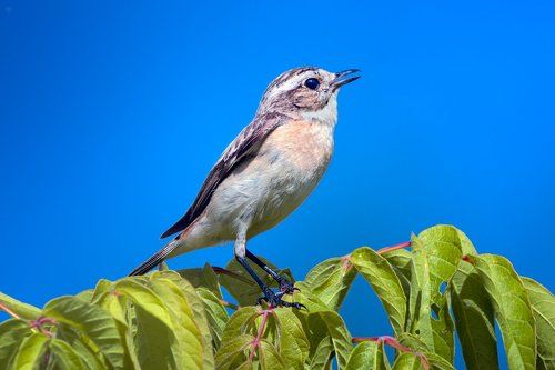Whinchat