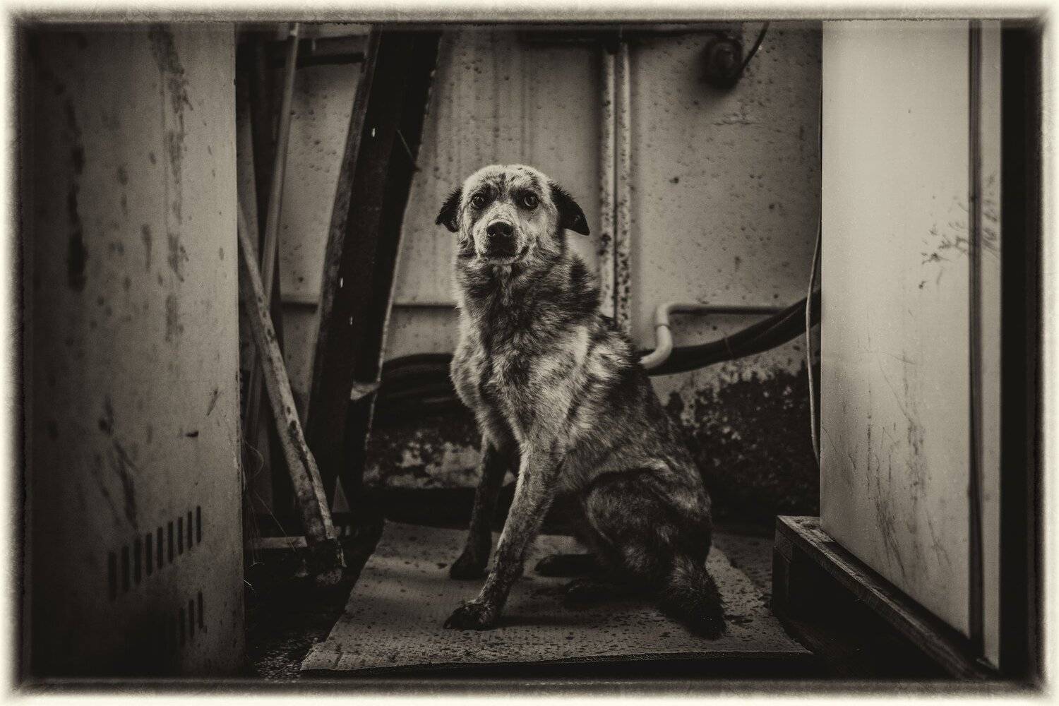 , Boris Preslavski