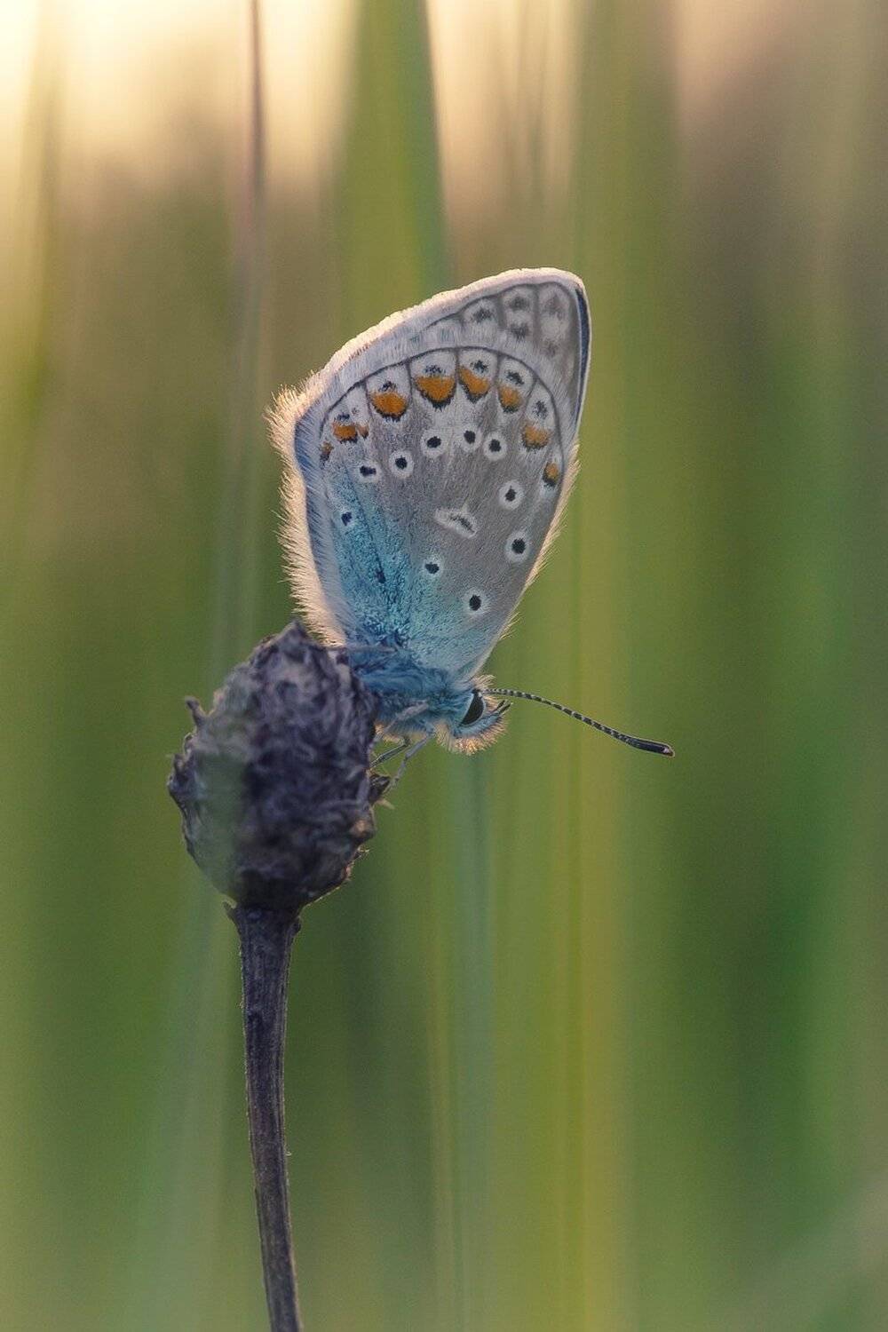 , Кузнецов Дмитрий
