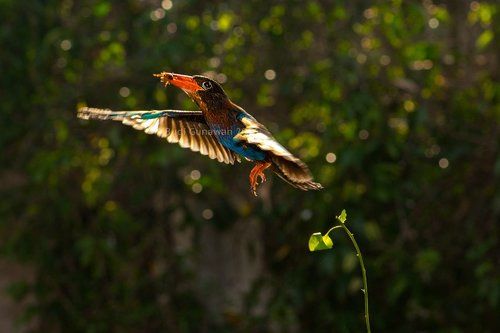 javan kingfisher