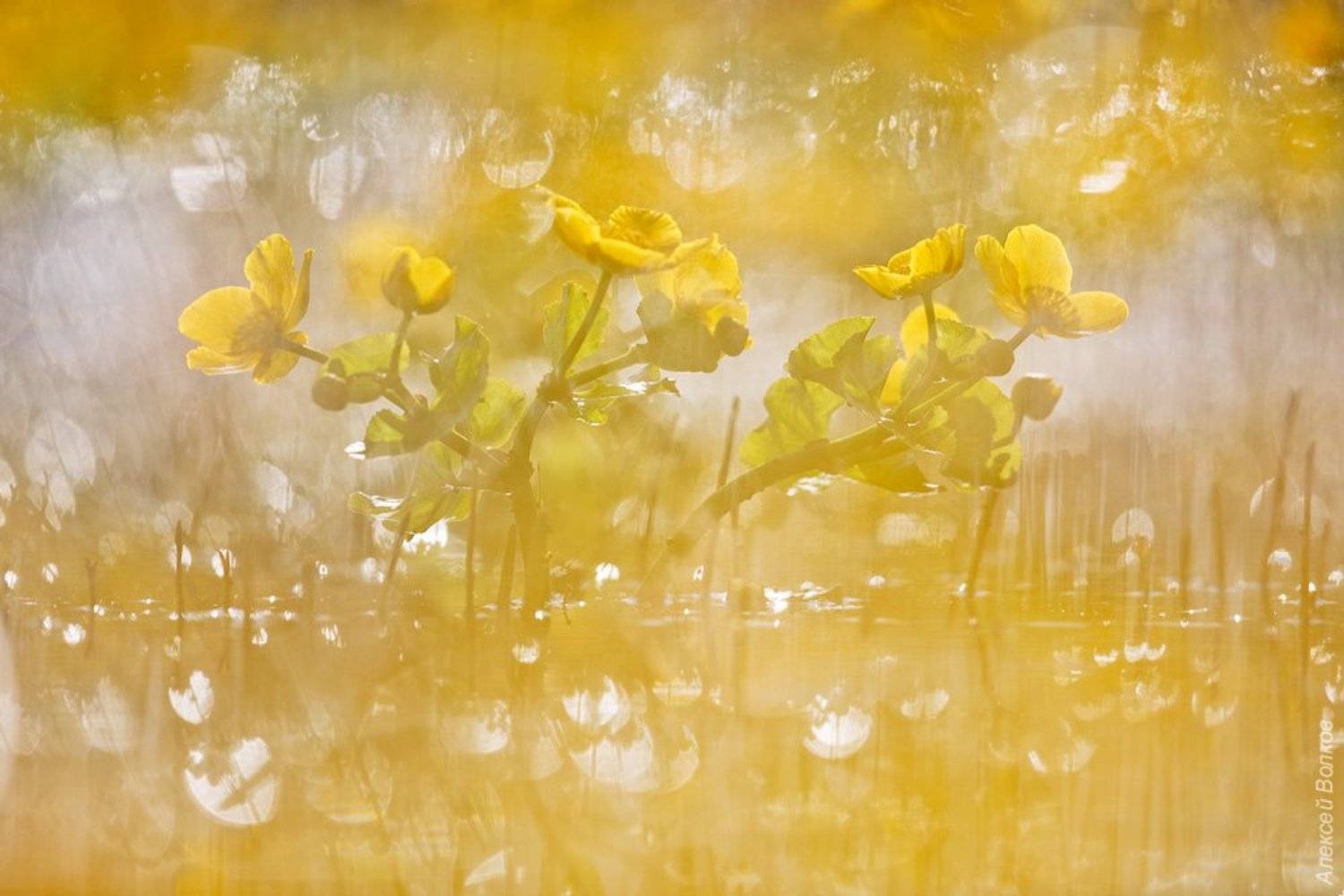 Калужница болотная, природа, флора, цветы, цветок, озеро, Алексей Волков