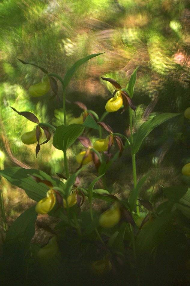 , Иваненко Светлана