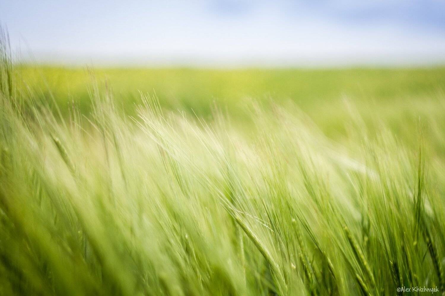 Колос, Поле, Природа, Харьковская область, Чугуев, Simplici_mortE