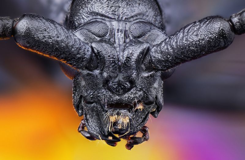 macro insect bug nikon micro wild extreme close up Большой дубовый усач фото превью