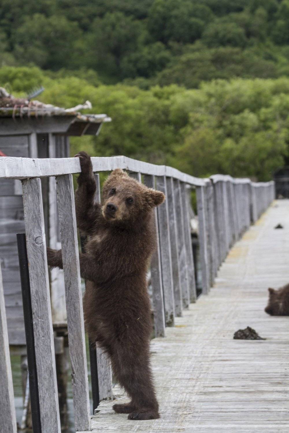 Медведи, Камчатка, Курильское Озеро, Mike Korostelev