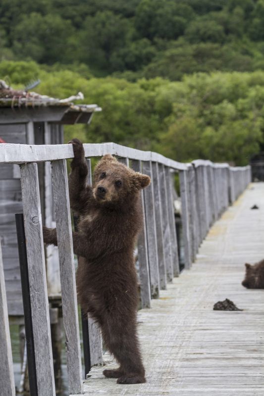 Медведи, Камчатка, Курильское Озеро Измерение роста фото превью