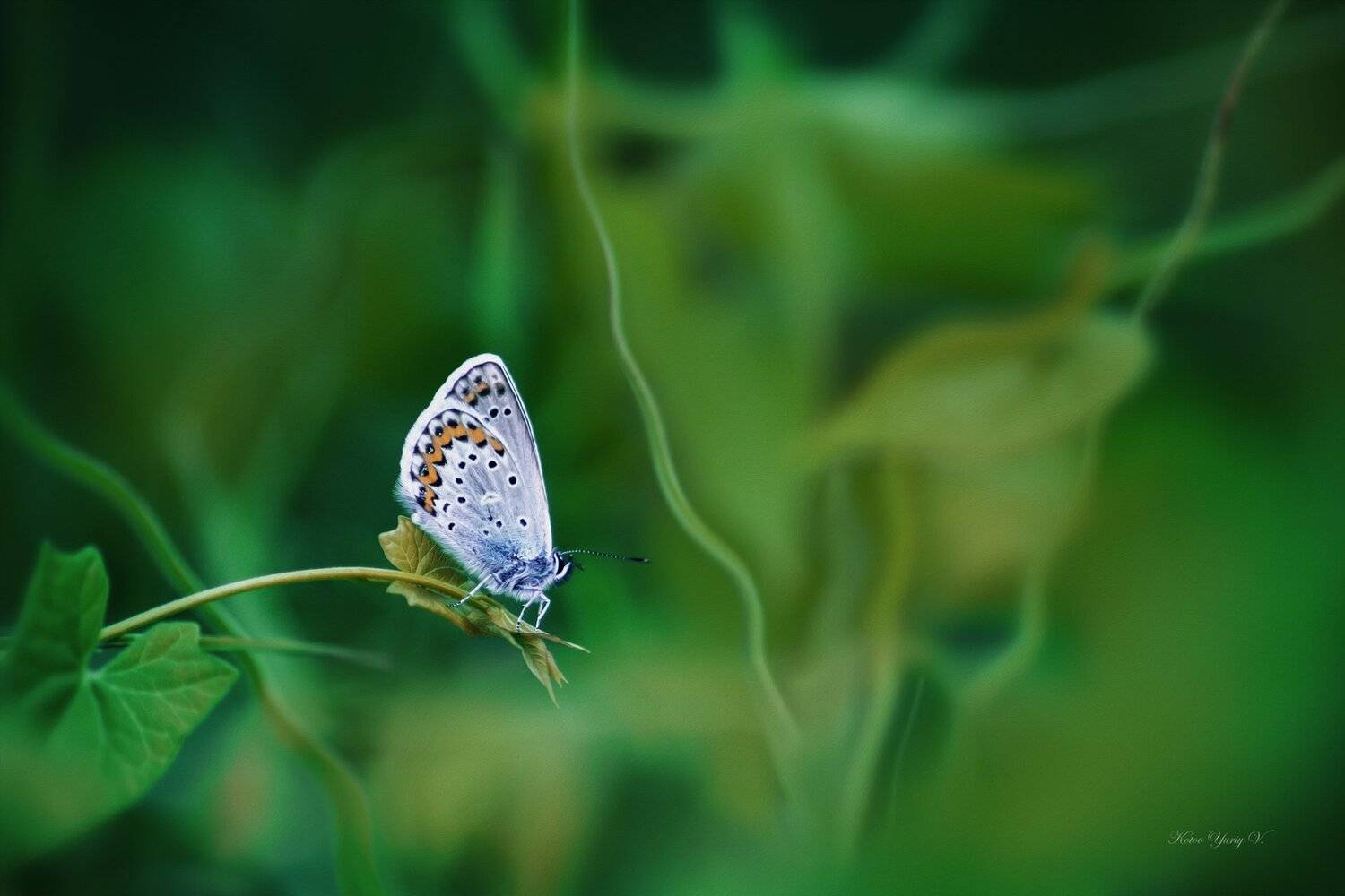 Бабочка, Зелень, Крылья, Листья, Росток, Трава, Юрий Котов
