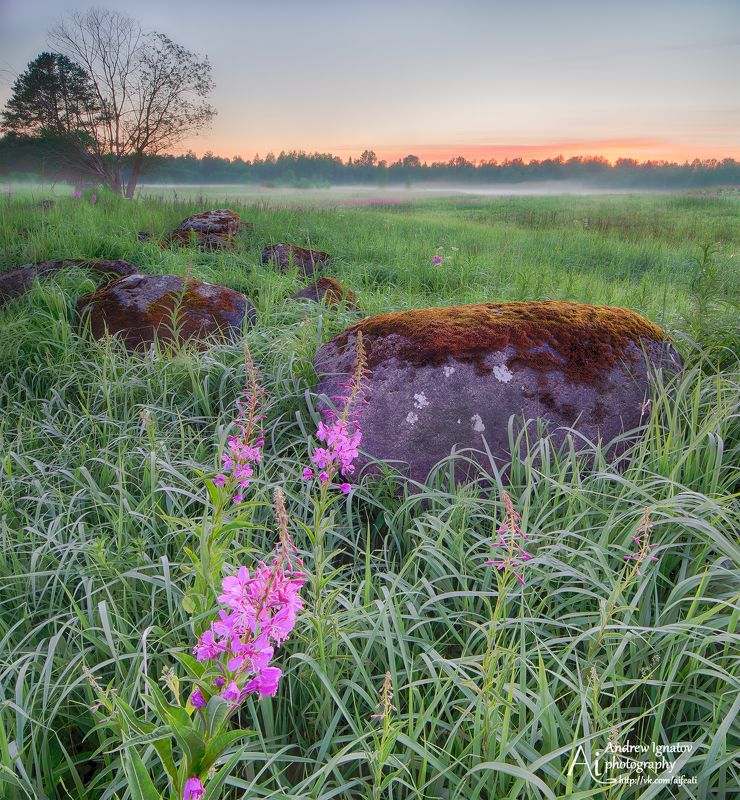 Белые ночи в Ленинградской области фото превью