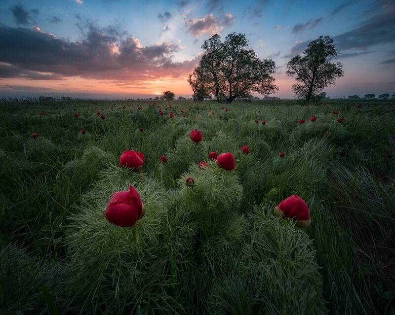 The last wild peonies