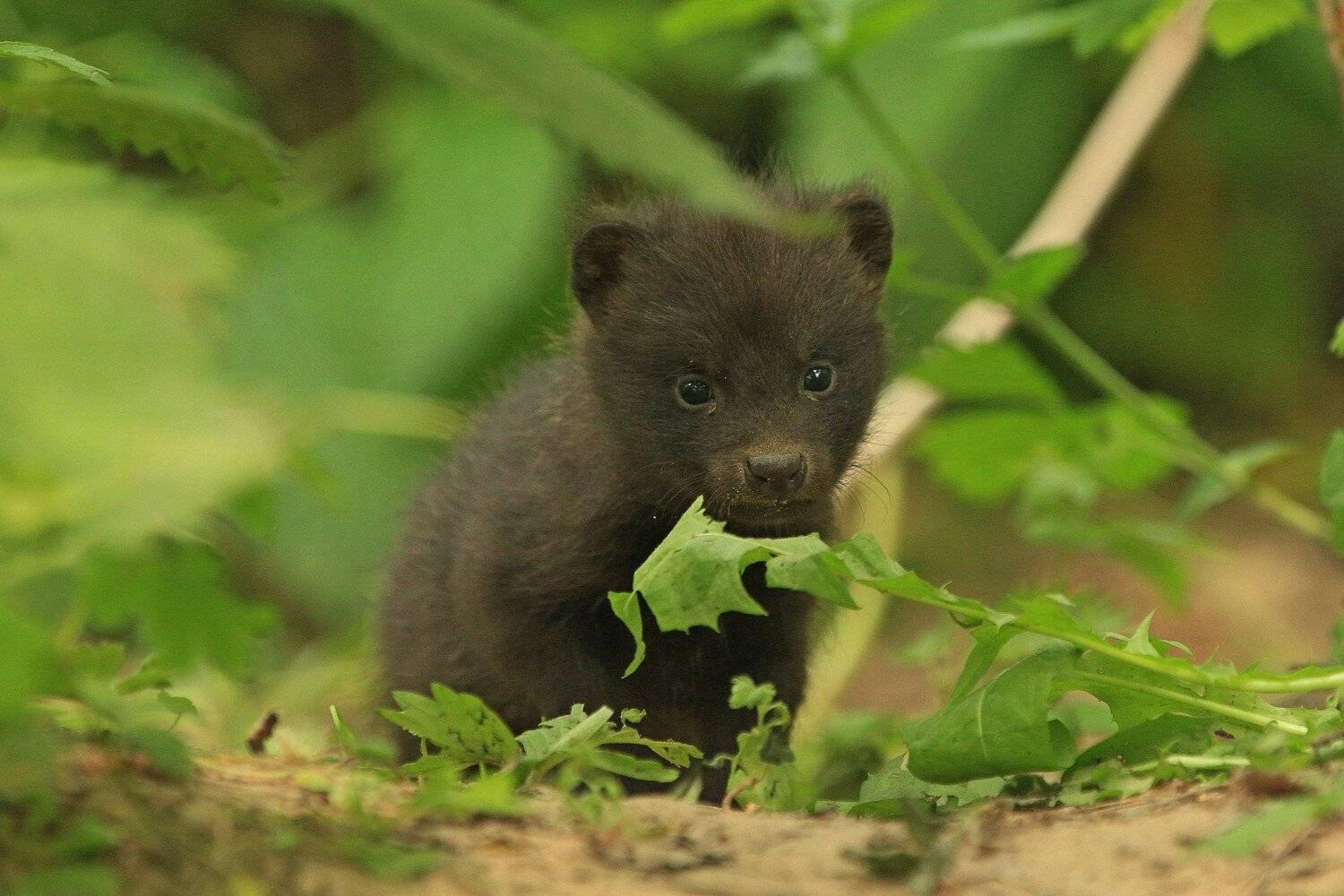 , Андрей Шимчук